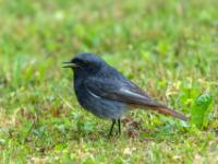 Hausrotschwanz Männchen